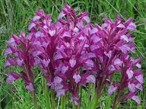 Pink Butterfly Orchids - Orchis papilionacea © John Muddeman